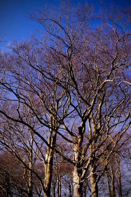 CRW_5636 copy.jpg